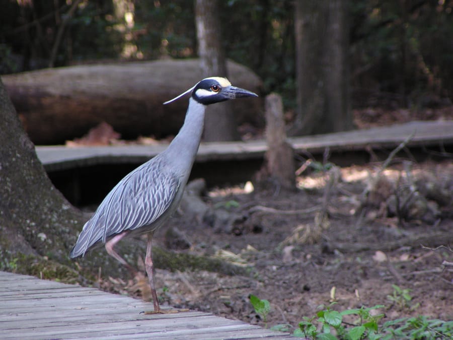 Houston_Arboretum_Nature_Center
