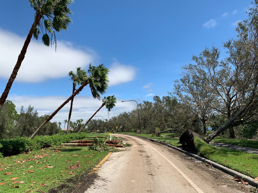 Storm damage - trees