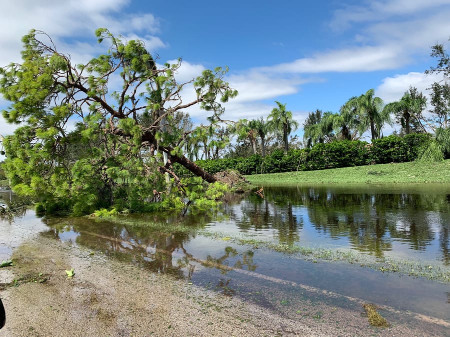 Storm damage - trees