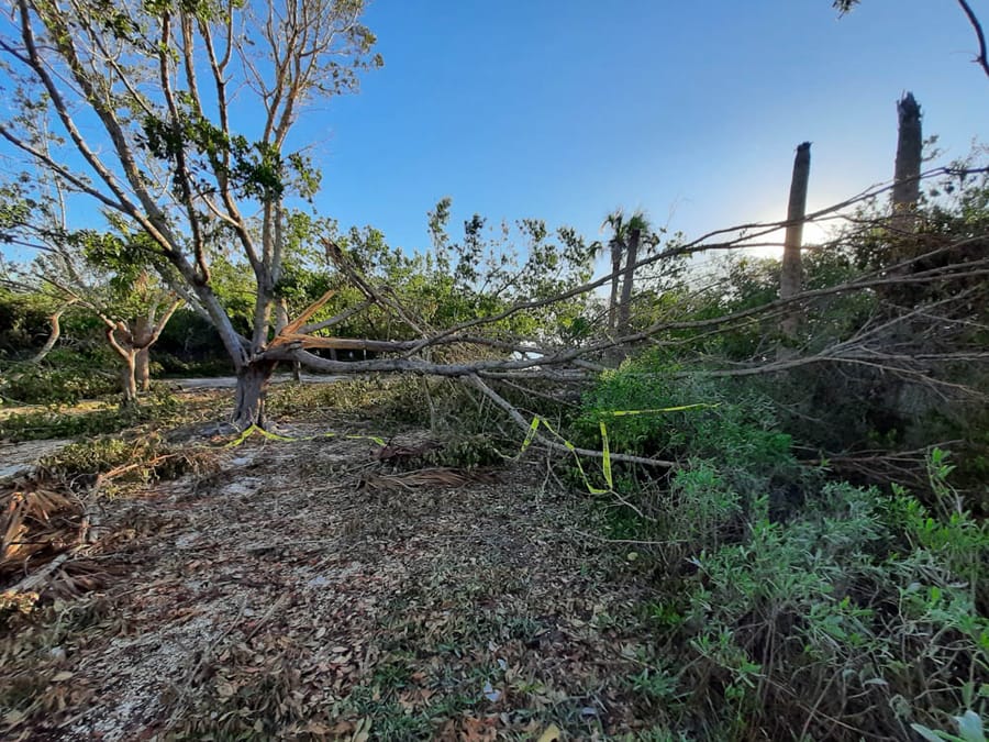 Hurricane Ian - downed tree