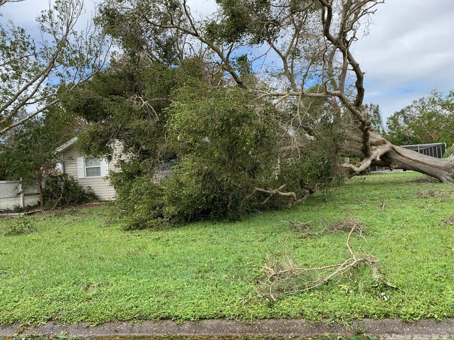 Storm damage - trees