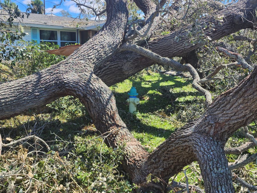 Hurricane Ian - downed tree
