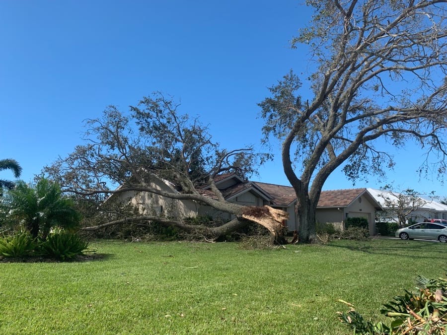 Hurricane Ian - downed tree