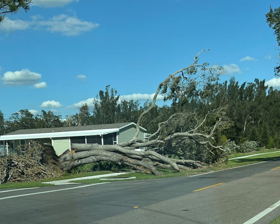Hurricane Ian - downed tree