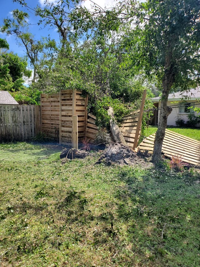 Hurricane Ian- downed tree