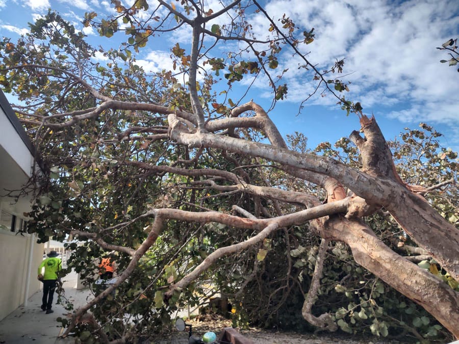 Hurricane Ian - debris clearing