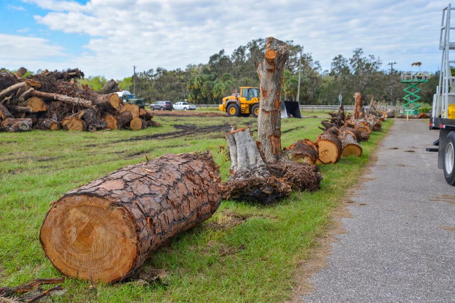 Ian - Vegetative Debris Removal