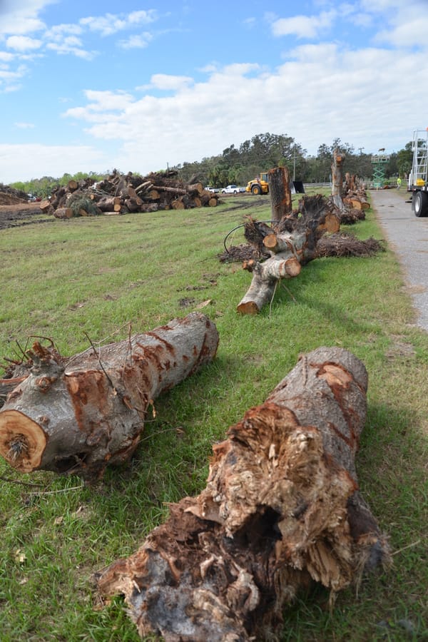 Ian - Vegetative Debris Removal