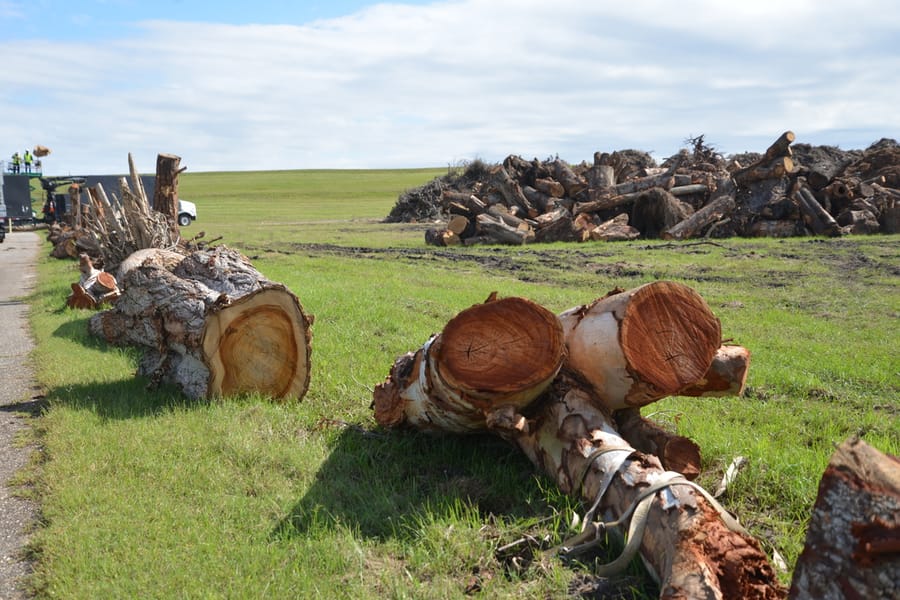 Ian - Vegetative Debris Removal