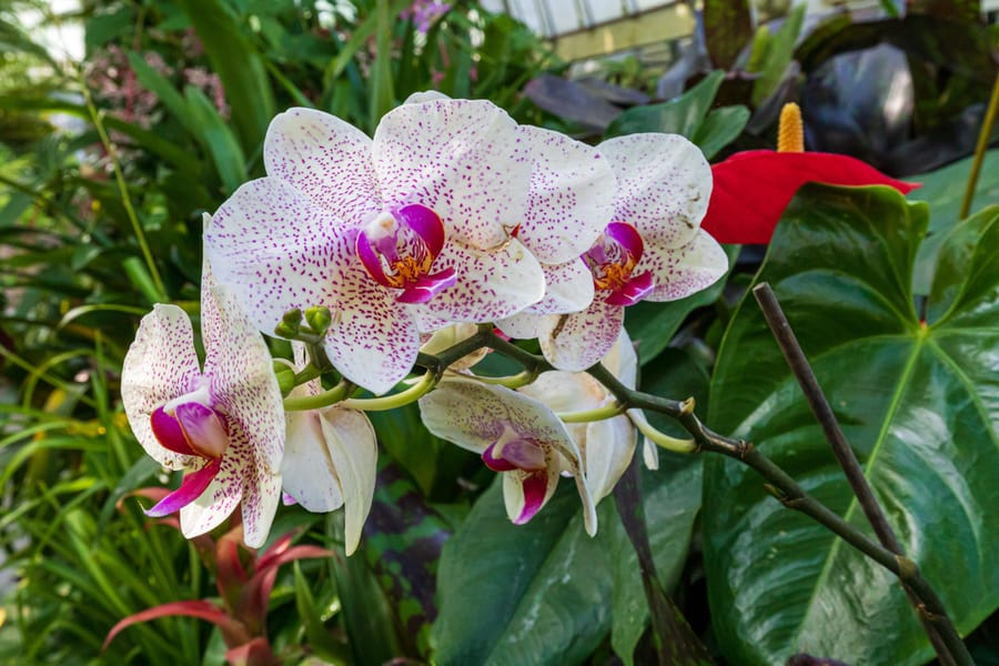 Phipps Conservatory Fall Floral Display_73_Credit Phil Johnson II