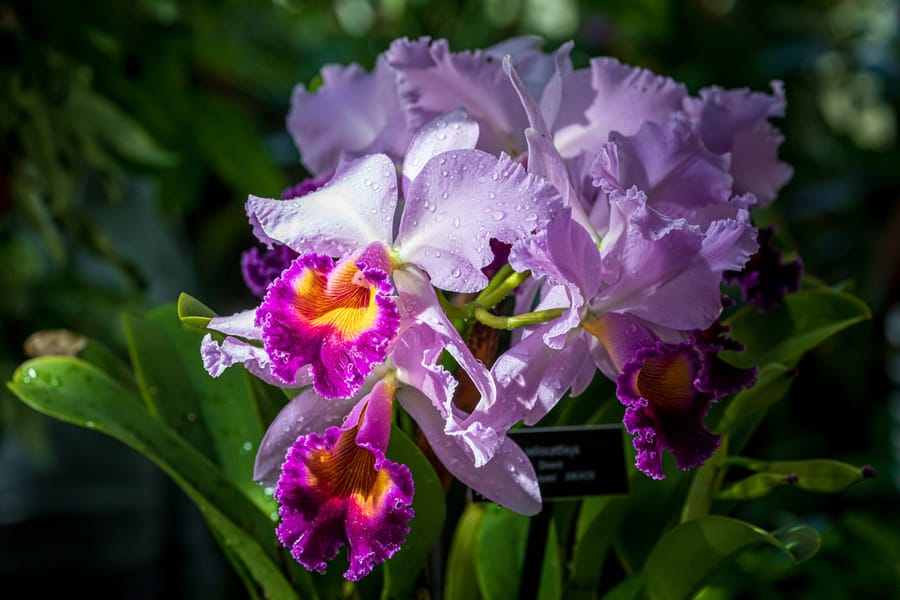 Phipps Conservatory Fall Floral Display_65_Credit Phil Johnson II