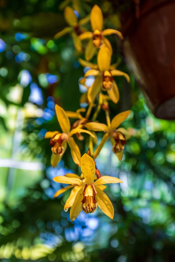 Phipps Conservatory Fall Floral Display_69_Credit Phil Johnson II