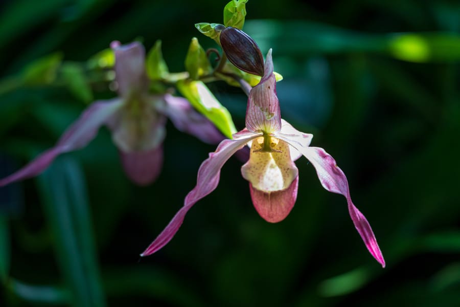 Phipps Conservatory Fall Floral Display_60_Credit Phil Johnson II