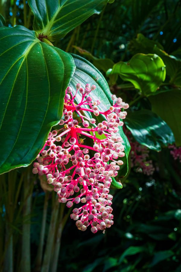 Phipps Conservatory Fall Floral Display_79_Credit Phil Johnson II