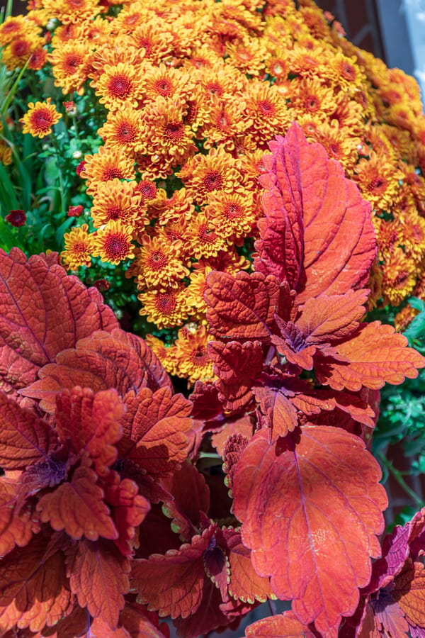 Phipps Conservatory Fall Floral Display_53_Credit Phil Johnson II