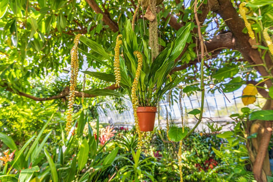 Phipps Conservatory Fall Floral Display_63_Credit Phil Johnson II