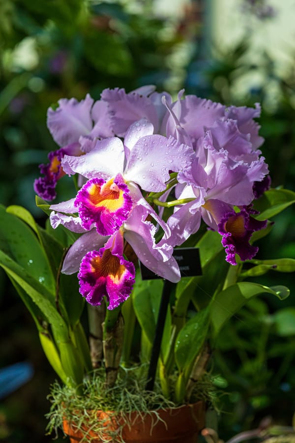 Phipps Conservatory Fall Floral Display_66_Credit Phil Johnson II