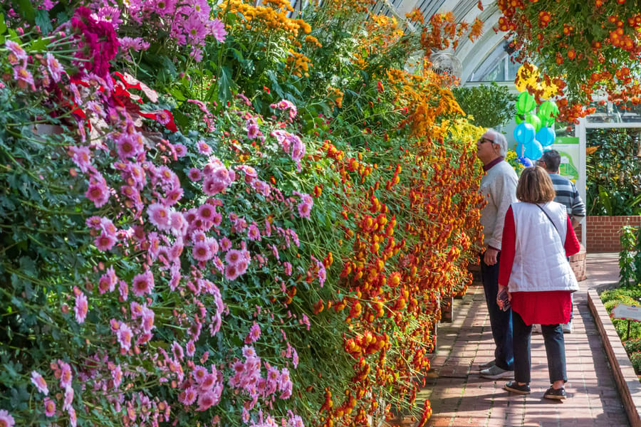 Phipps Conservatory Fall Floral Display_82_Credit Phil Johnson II