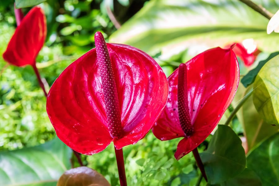 Phipps Conservatory Fall Floral Display_77_Credit Phil Johnson II