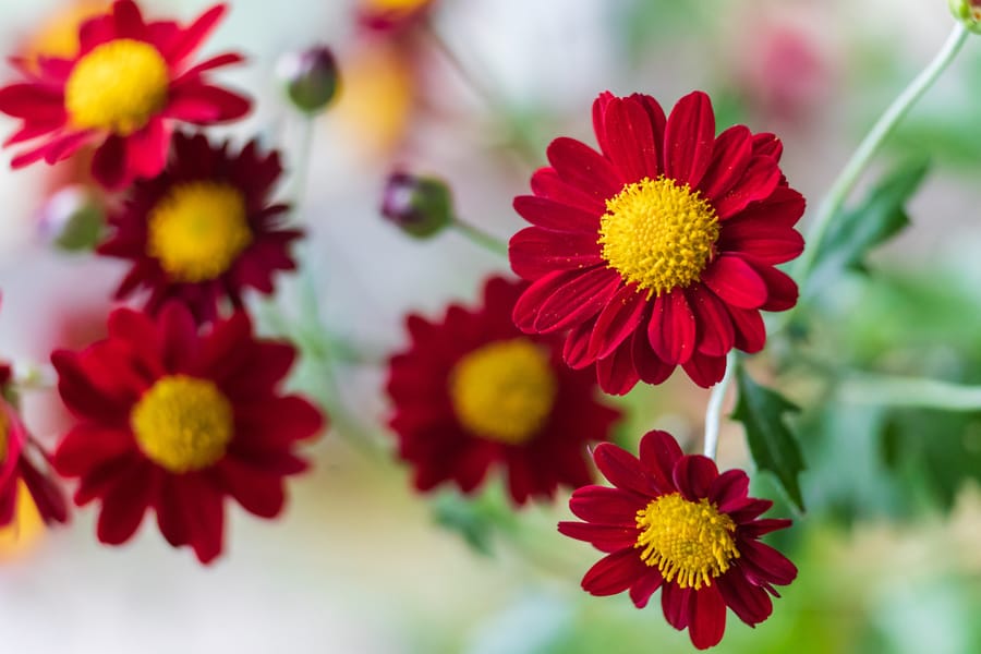 Phipps Conservatory Fall Floral Display_58_Credit Phil Johnson II