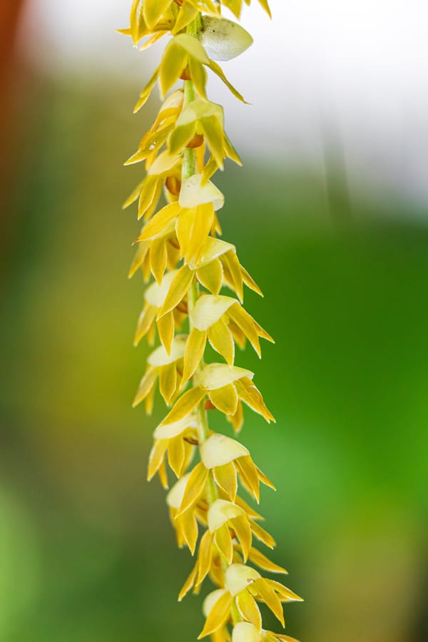 Phipps Conservatory Fall Floral Display_62_Credit Phil Johnson II