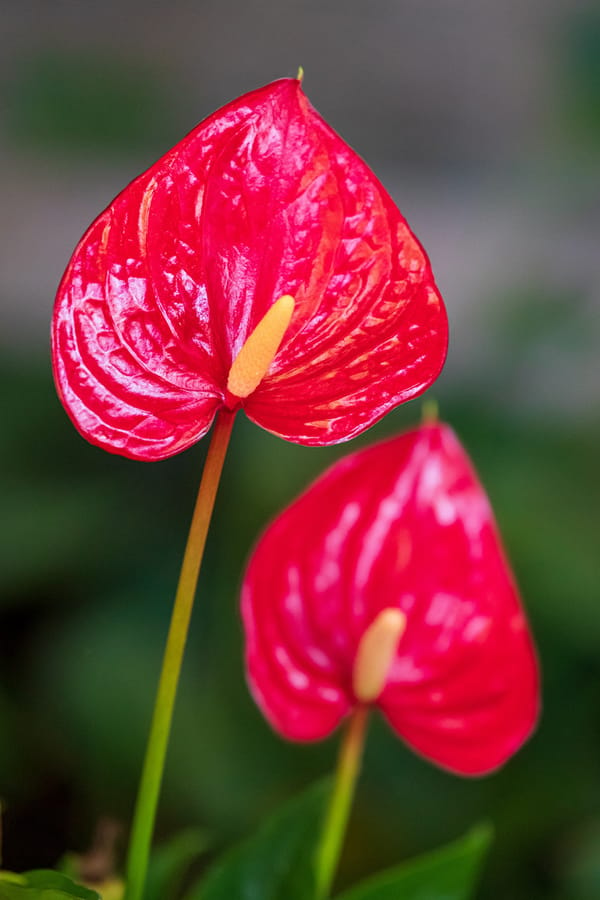 Phipps Conservatory Fall Floral Display_3_Credit Phil Johnson II