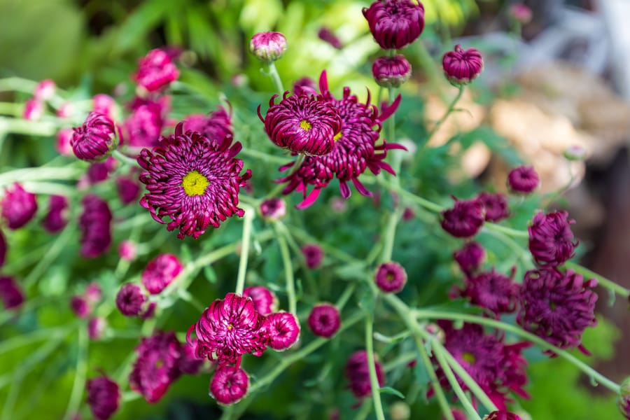 Phipps Conservatory Fall Floral Display_55_Credit Phil Johnson II