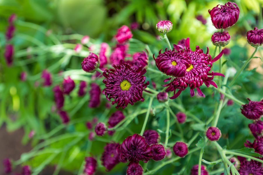 Phipps Conservatory Fall Floral Display_54_Credit Phil Johnson II