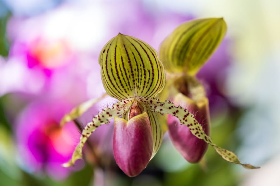 Phipps Conservatory Fall Floral Display_67_Credit Phil Johnson II