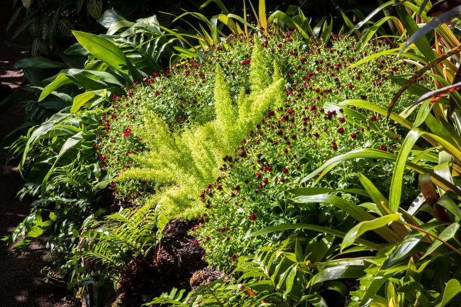 Phipps Conservatory Fall Floral Display_74_Credit Phil Johnson II