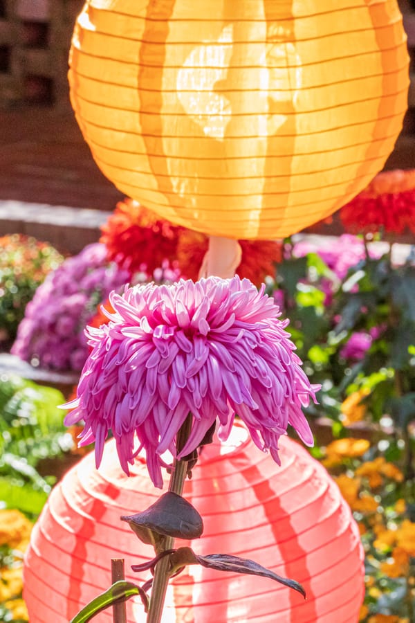 Phipps Conservatory Fall Floral Display_83_Credit Phil Johnson II