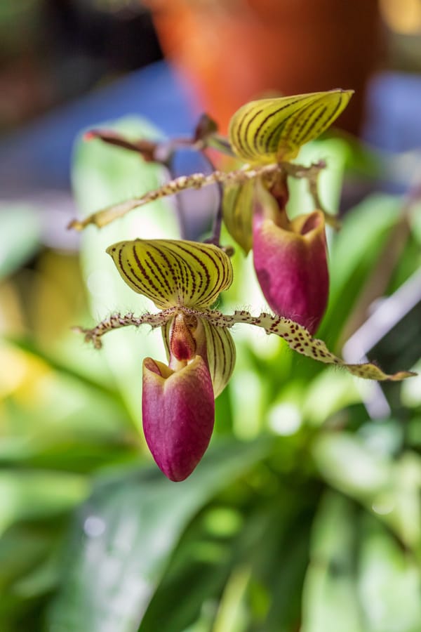 Phipps Conservatory Fall Floral Display_68_Credit Phil Johnson II