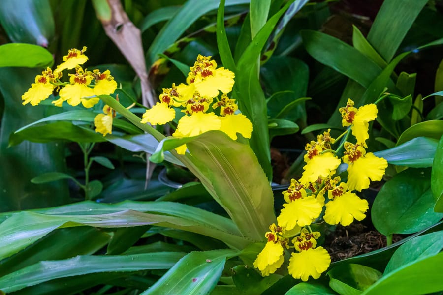 Phipps Conservatory Fall Floral Display_70_Credit Phil Johnson II