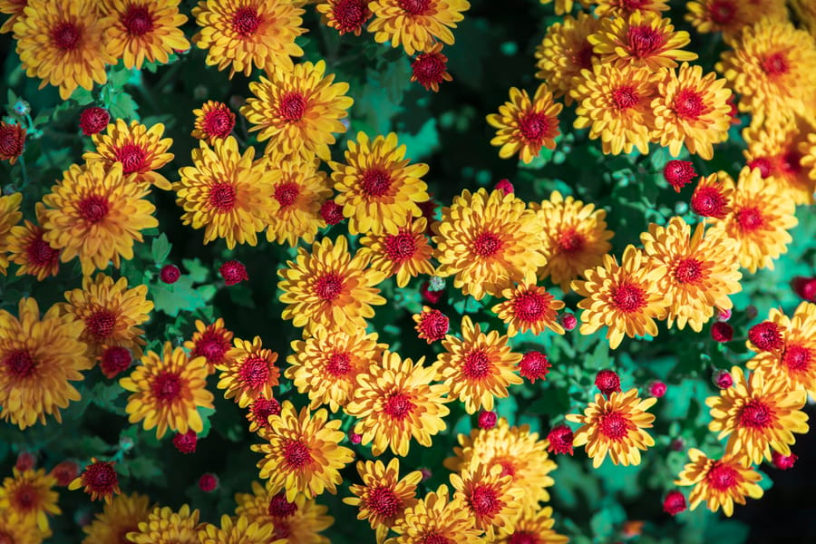 Phipps Conservatory Fall Floral Display_44_Credit Phil Johnson II