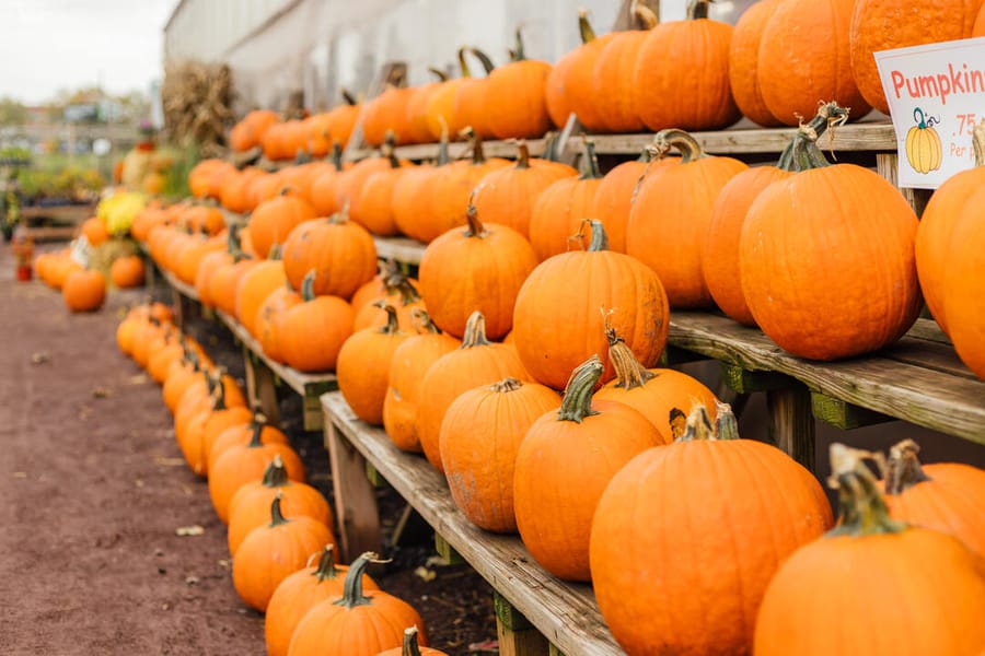 Shady Brook Farm