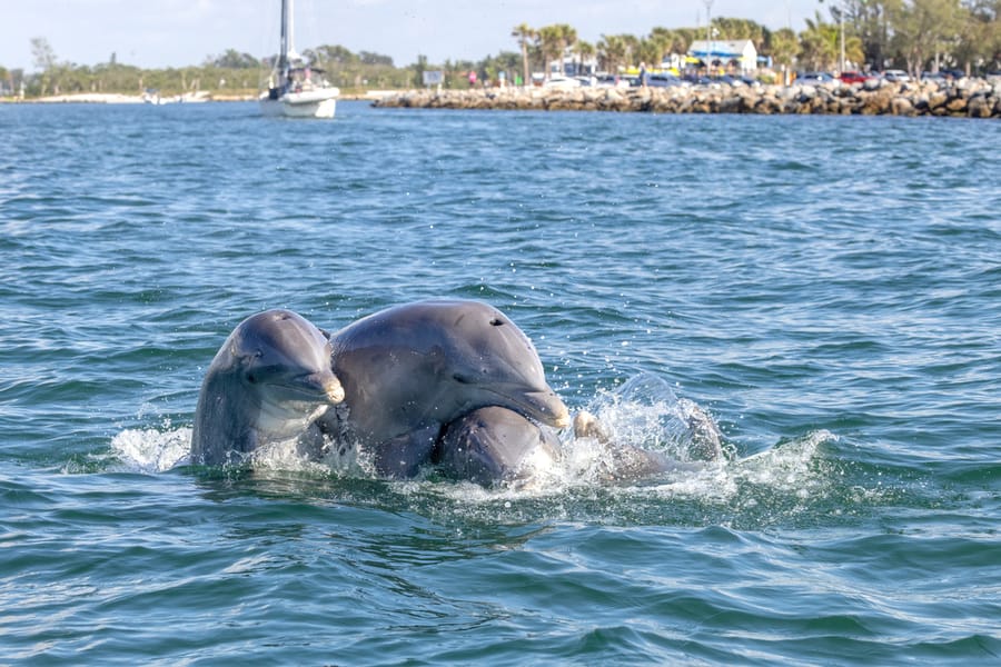 Dolphins