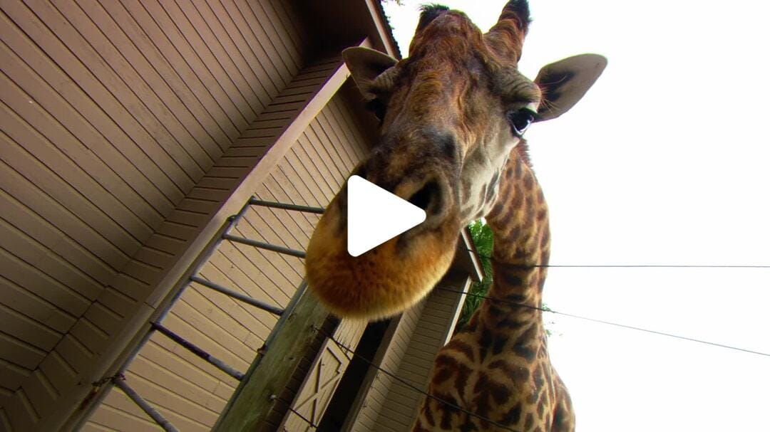 Houston_Zoo_Giraffe_2