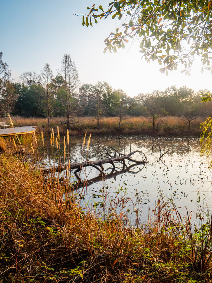 Houston_Arboretum_12