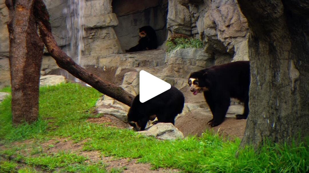 Houston_Zoo_Bears