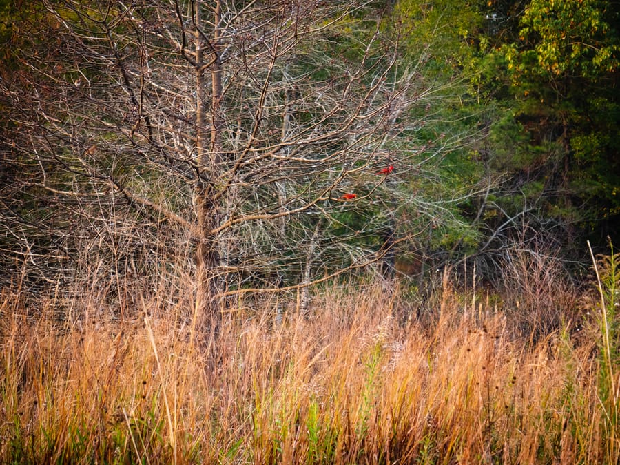 Houston_Arboretum_5