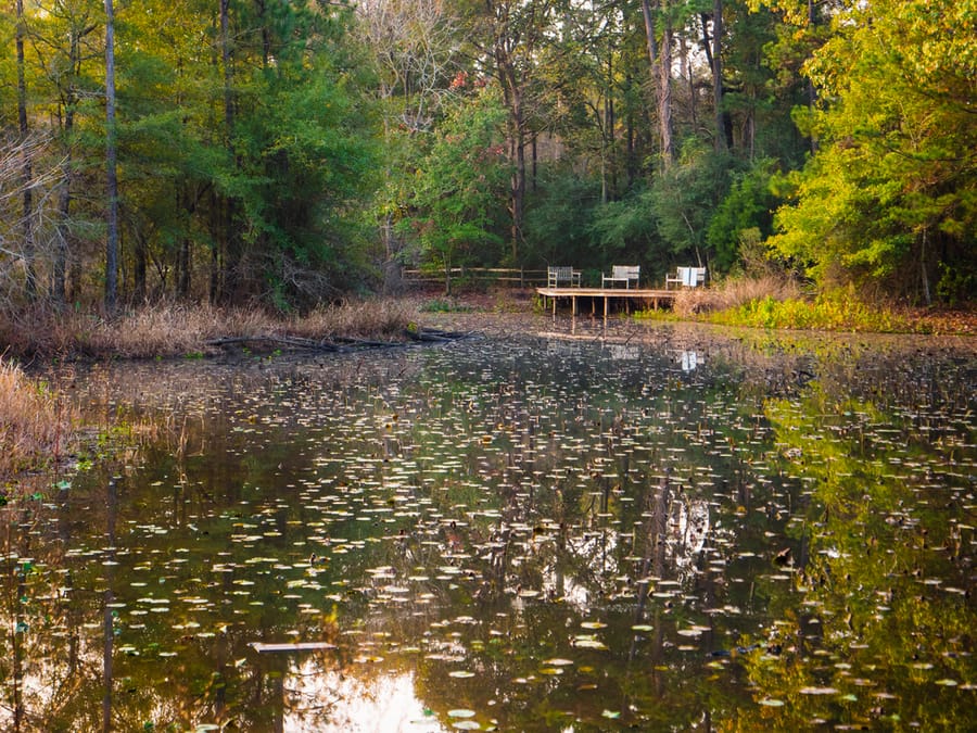 Houston_Arboretum_7