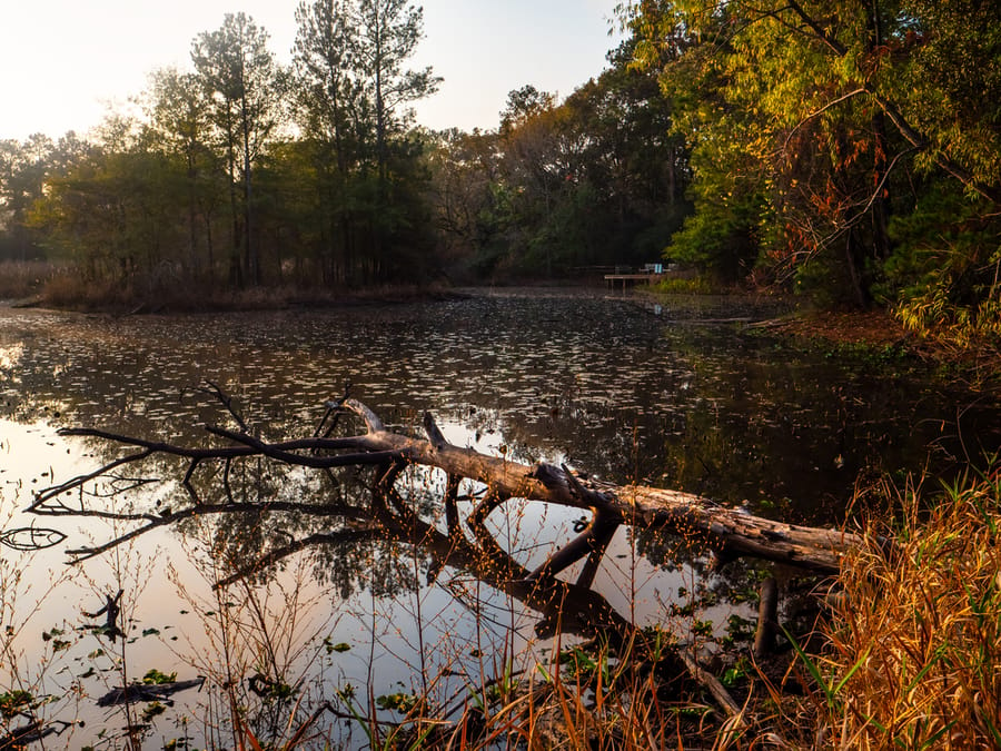 Houston_Arboretum_9