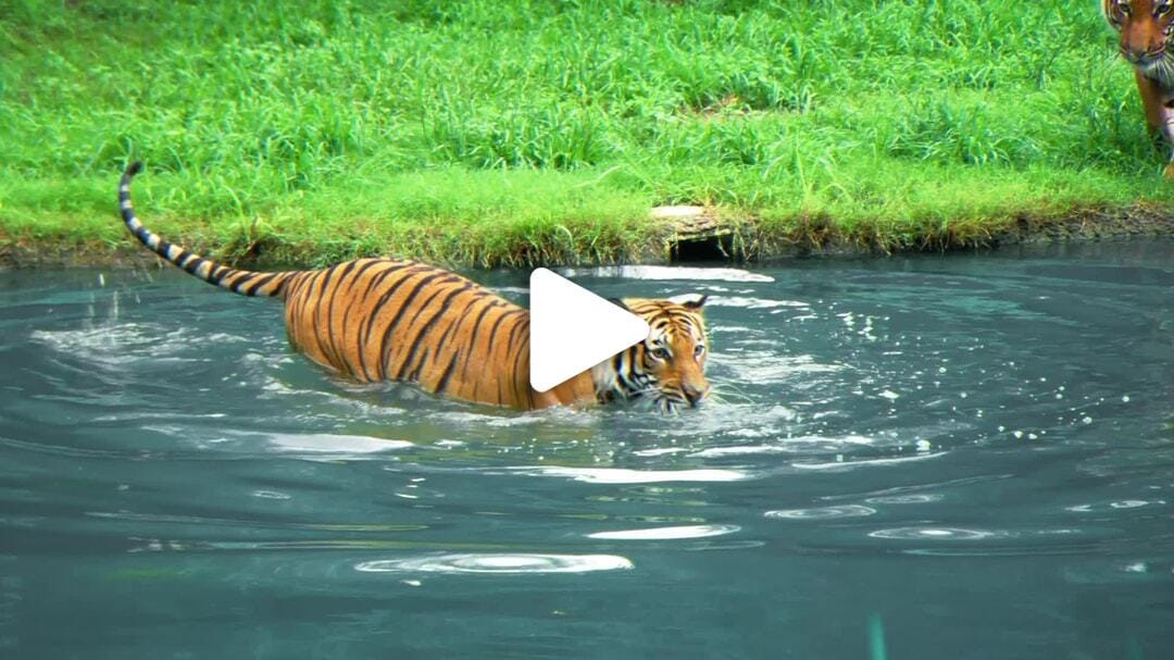 Houston_Zoo_Tigers_2