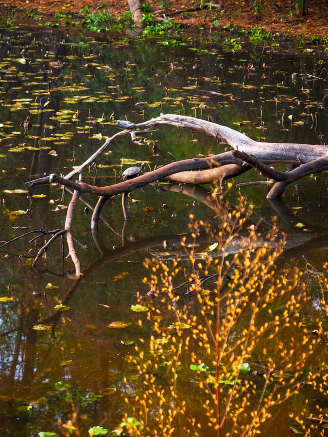 Houston_Arboretum_13