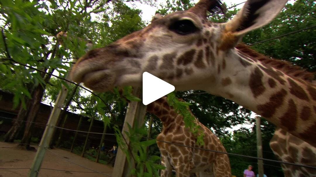 Houston_Zoo_Giraffes