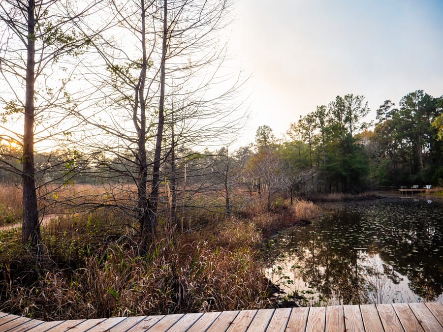 Houston_Arboretum_6