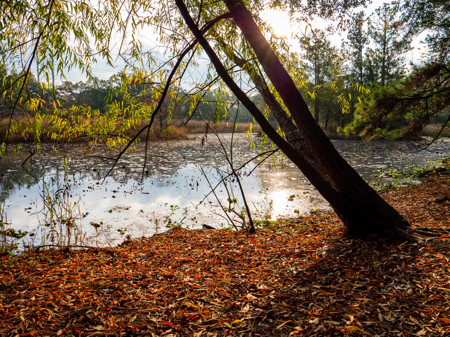 Houston_Arboretum_17