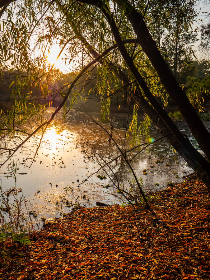 Houston_Arboretum_11