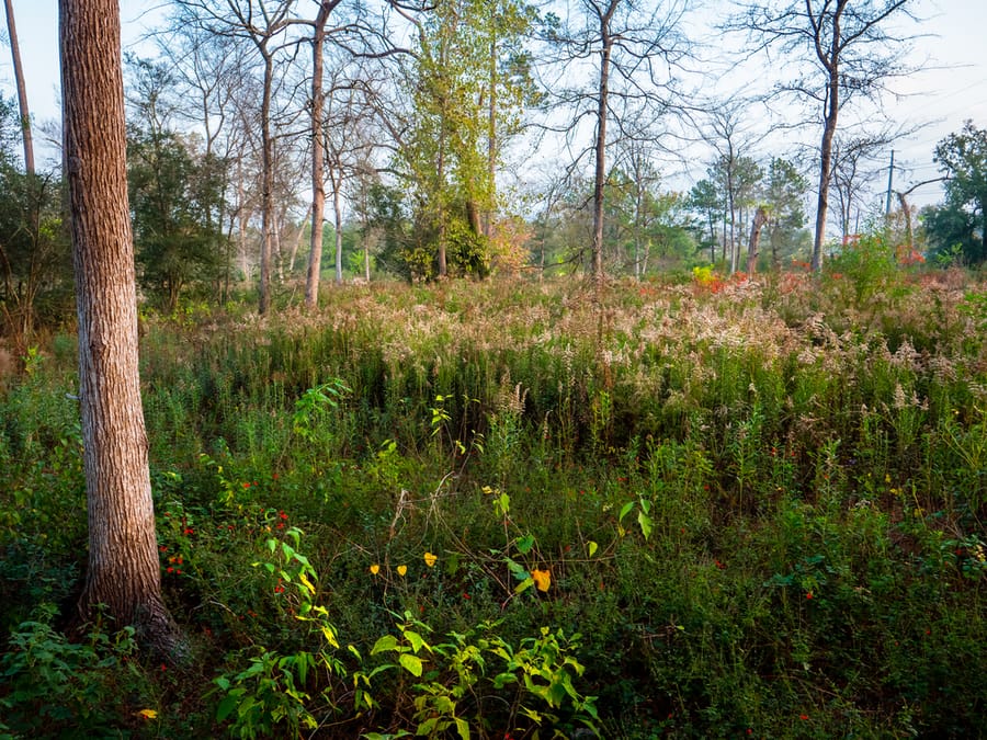 Houston_Arboretum_2