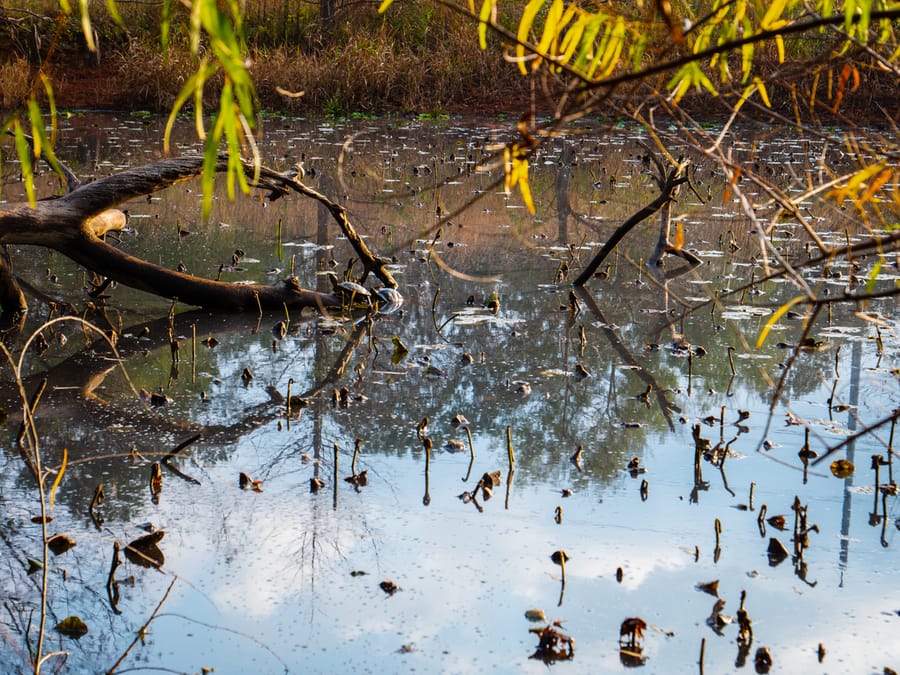 Houston_Arboretum_16